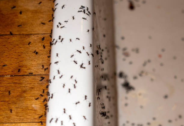 Trusted Belvedere Park, GA Pest Control Experts