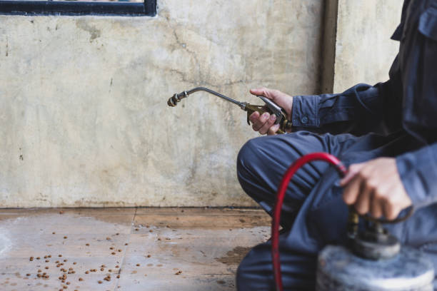 Best Local Pest Control Services  in Belvedere Park, GA